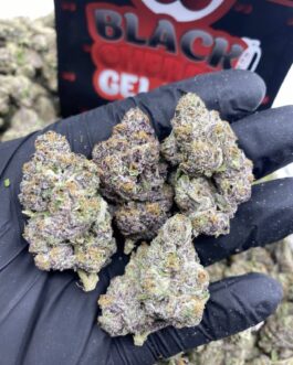 Black Cherry Gelato (Hybrid)